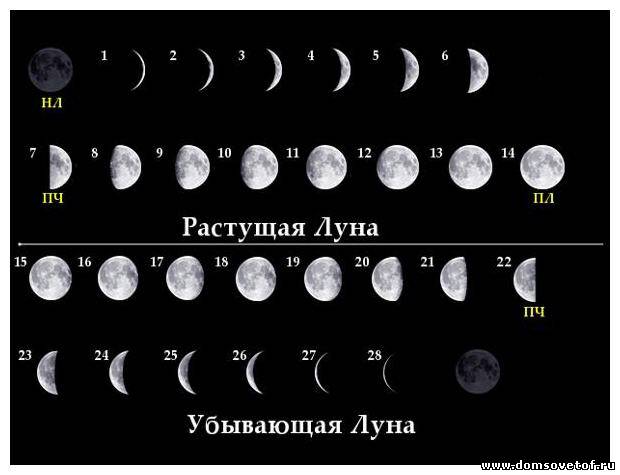 Как травить глистов у щенков пирантелом